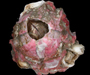 Megabalanus coccopoma, an nonindigenous barnacle, collected in Port Royal Sound, SC